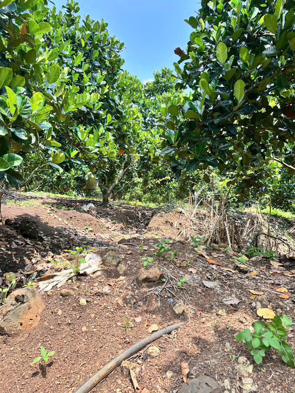 ban dat vuon mat tien nhua – om suoi – binh loc, tp. long khanh, dong nai