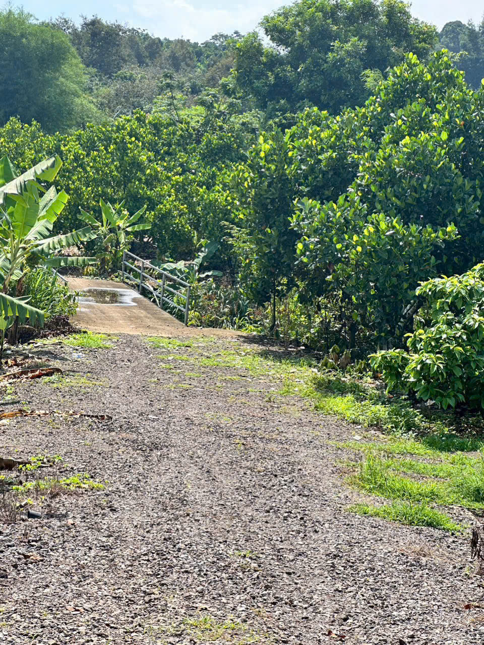 ban dat vuon mat tien nhua – om suoi – binh loc, tp. long khanh, dong nai