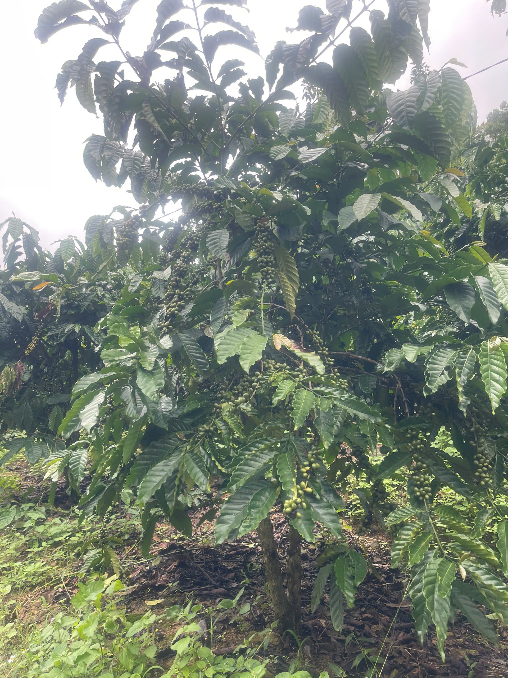 chinh chu can ban dat vuon ca phe gan da lat, xa nam ban lam ha, lam