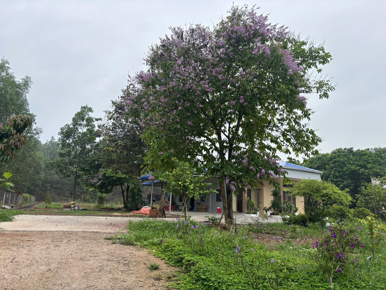 cho thue biet thu nha vuon phuoc tan – cach kcn giang dien chi 2,5 km