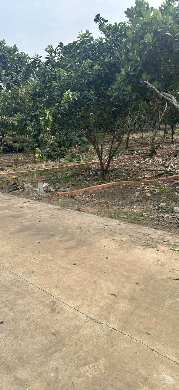 lo dat vi tri dac dia, ngay trung tam khu cong nghiep binh loc